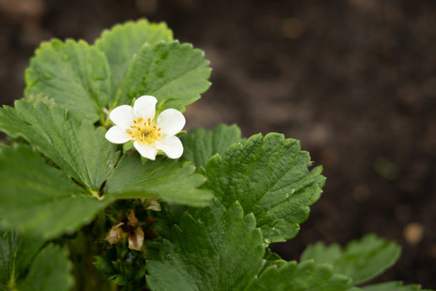 草莓花与绿叶在土壤的背景。文本的复制空间。近距离拍摄的草莓丛盛开的花朵。一朵白色的大花。开花花园健康植物。图片下载