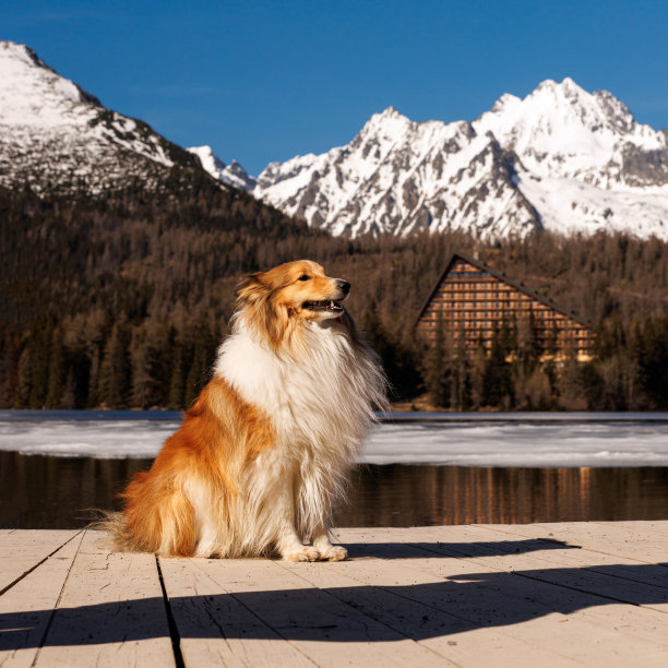 设得兰牧羊犬上自然，山湖景观。图片下载