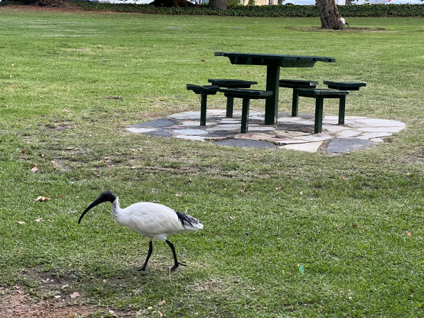 动物——朱鹮图片下载