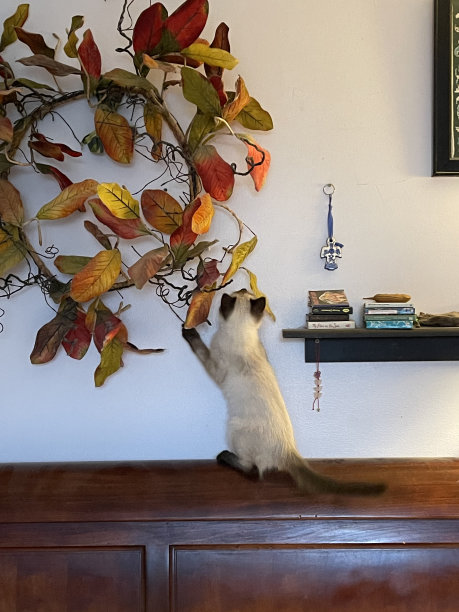 猫和花环图片下载