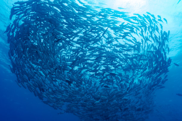 大眼树状花序图片下载