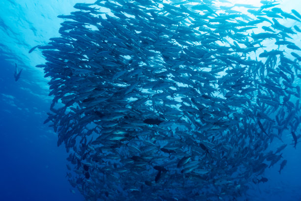 大眼树状花序图片下载