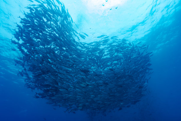 大眼树状花序图片下载