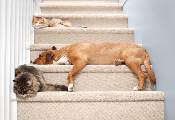 猫和狗一起睡在里面的楼梯上。图片下载