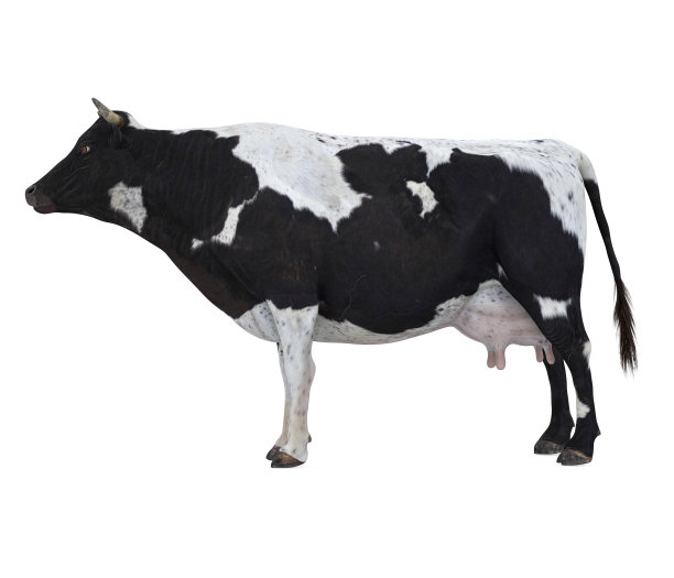 牛隔离图片下载