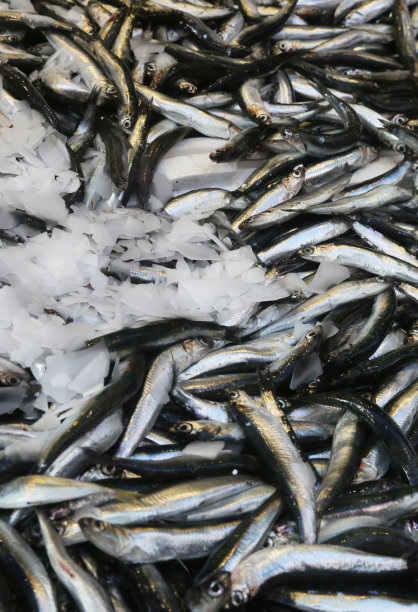 生凤尾鱼图片下载