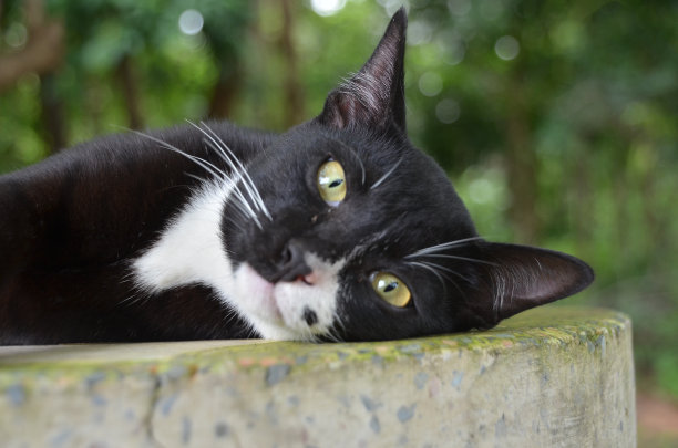 可爱的黑猫图片下载