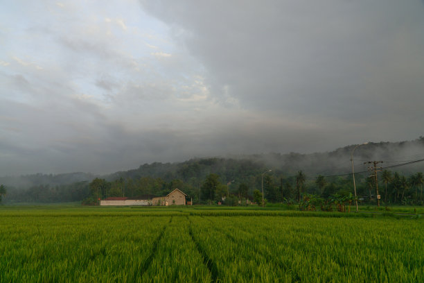 雾蒙蒙的早晨，稻田中间的房子，背景是小山图片下载