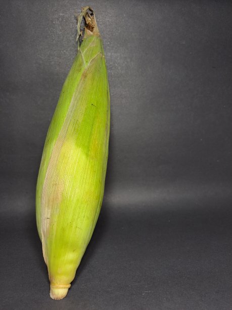 黑色背景上的新鲜玉米图片下载