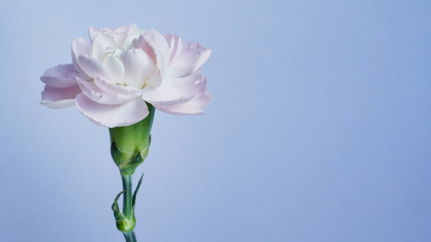 微距照片白色粉红色康乃馨花蕾在蓝色背景上的特写。质地柔软的康乃馨花瓣。漂亮的花旗。学名是石竹。婚礼的明信片。母亲节花图片下载