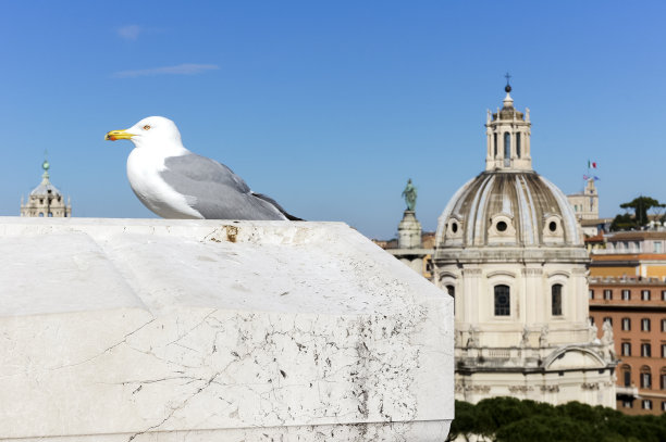 意大利，海鸥俯瞰罗马和大教堂图片下载