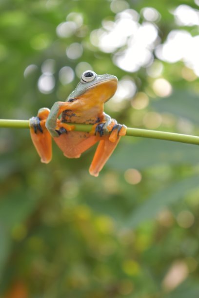 美丽的爪哇树蛙在树枝上图片下载