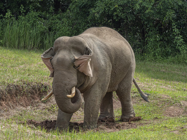 泰国清迈的亚洲象图片下载