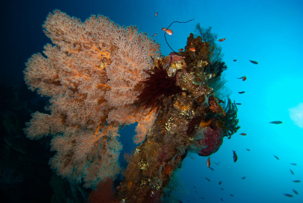 珊瑚礁水下景观图片下载
