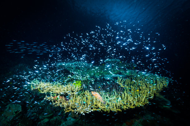 热带珊瑚礁水下景观，印度尼西亚图片下载