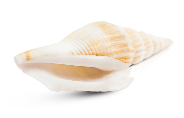 海洋螺旋壳在白色背景上突出显示。图片下载