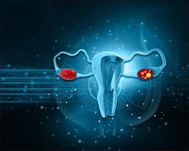 人体子宫解剖图片下载