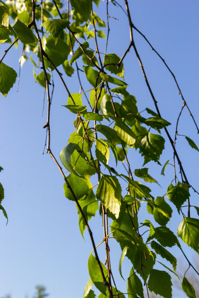 绿色的春天的叶子在树枝上。桦树的叶子。白桦枝繁叶茂，树在公园，春暖花开。大自然中的嫩叶。森林背景，特写。大自然的照片。有选择性的重点图片下载