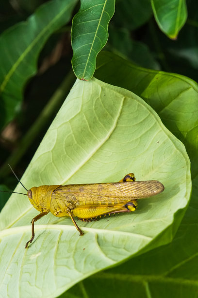 蚱蜢在一片绿叶上图片下载