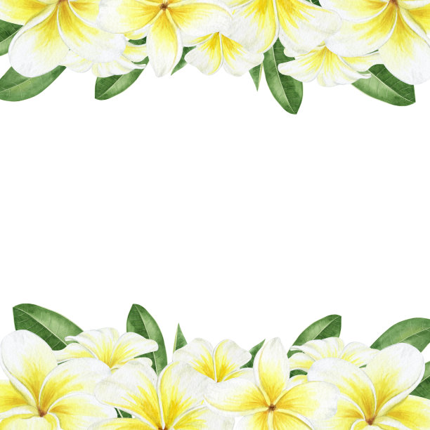 黄色的鸡蛋花。热带奇异的花朵。白色背景上的水彩方形框架。用于贺卡，明信片，剪贴簿，包装设计图片下载