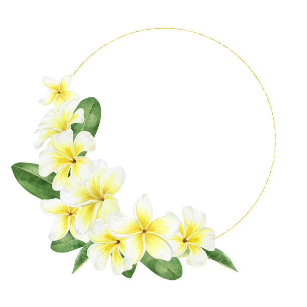 黄色的鸡蛋花。热带奇异的花朵。水彩圆框架在一个白色的背景。用于贺卡，明信片，剪贴簿，包装设计图片下载