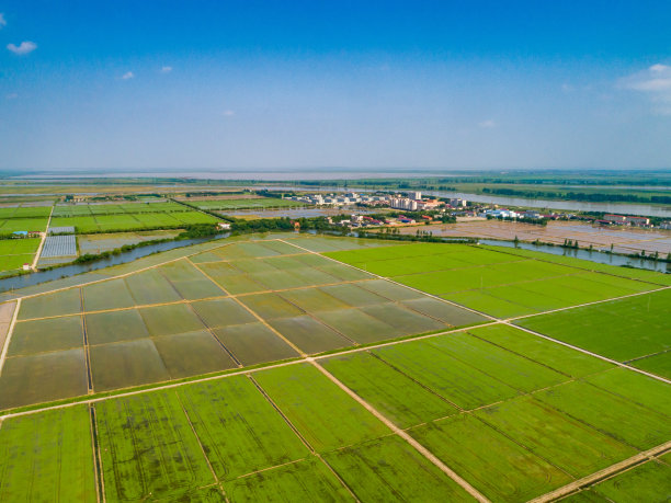 农场里绿色稻田的航拍照片图片下载