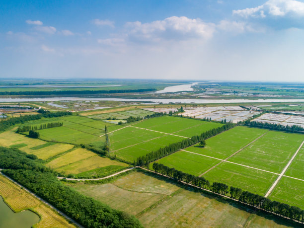 农场里绿色稻田的航拍照片图片下载