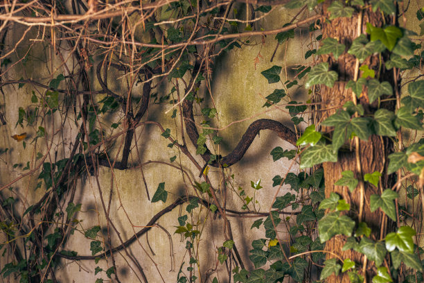 老墙下的常春藤。图片下载