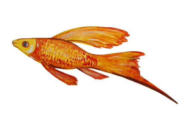 水彩画在橙色的观赏鱼和孤立在一个白色的背景。图片下载