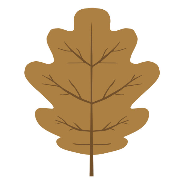 棕秋橡树叶图片下载