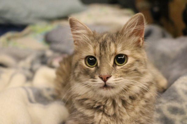 躺在床上的猫图片下载