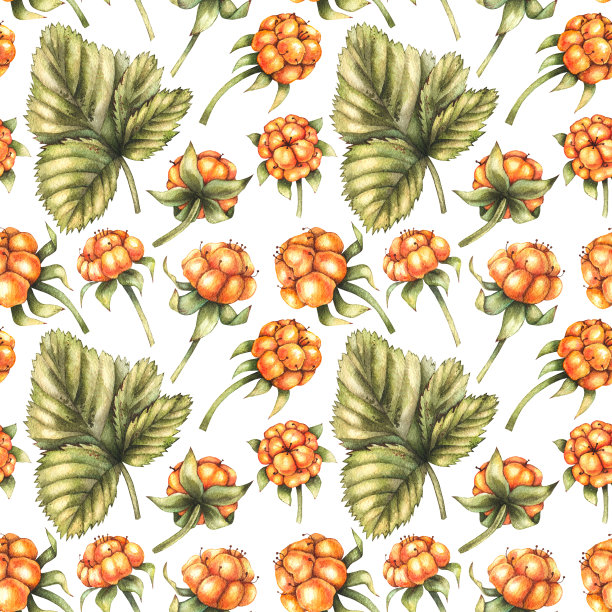 水彩图案与云莓在一个白色的背景图片下载