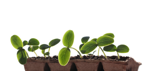 蔬菜种子图片下载