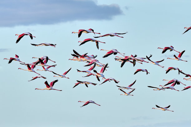西班牙克里斯蒂娜岛湿地的玫瑰火烈鸟图片下载
