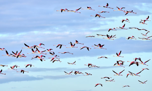 西班牙克里斯蒂娜岛湿地的玫瑰火烈鸟图片下载