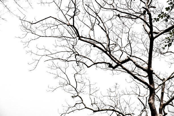 白色背景上干枯的树枝图片下载