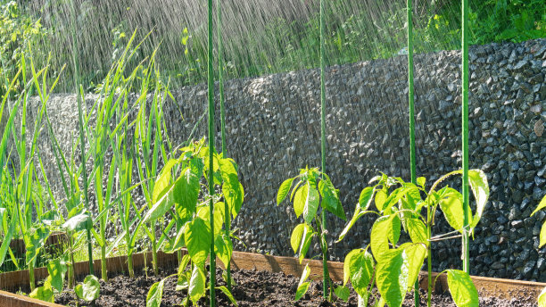 下雨时蔬菜园里的植物。用自然降雨浇灌花园。幼苗在下雨时可能折断。用木桩固定植物以防止被风雨破坏或折断。图片下载