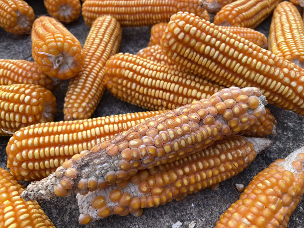 玉米、玉米图片下载