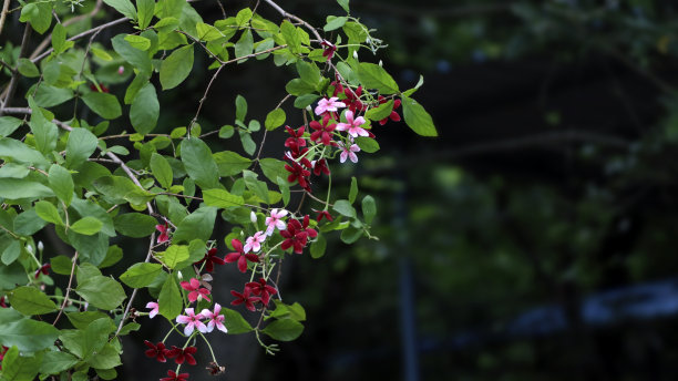 美丽的红花和小拇指花是美丽的大自然图片下载