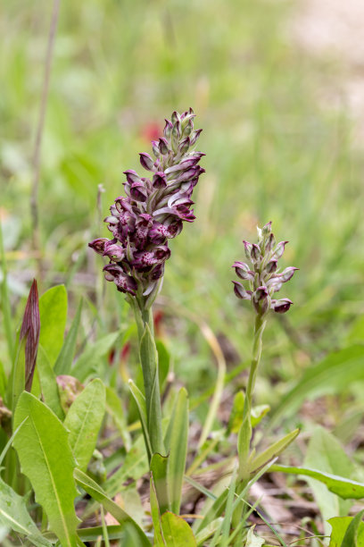 开花植物(Anacamptis coriophora subsp.)(香)在自然栖息地的特写图片下载