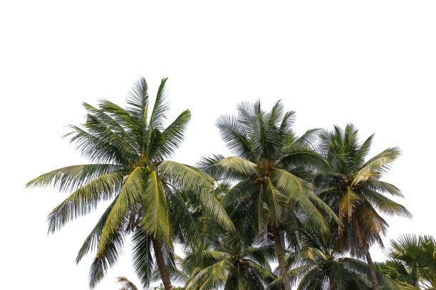 绿色椰子叶或树枝孤立在白色背景与剪辑路径。选择重点。图片下载