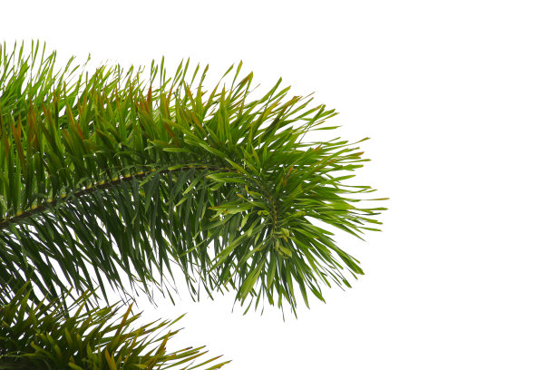 绿色椰子叶或树枝孤立在白色背景与剪辑路径。选择重点。图片下载