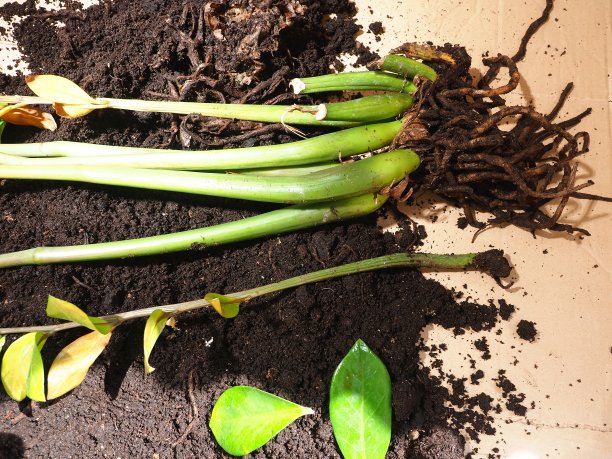 植物移栽三叶草腐根图片下载