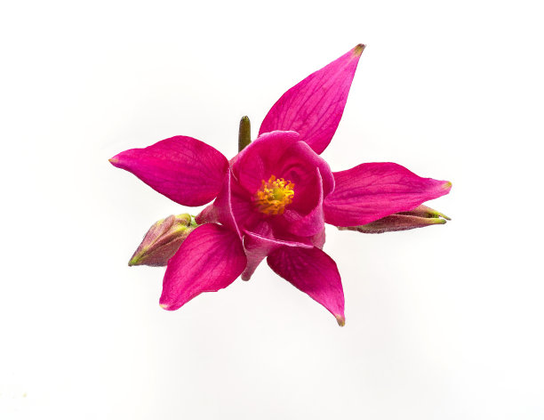 红色水仙花，孤立在白色背景上。深的焦点。图片下载