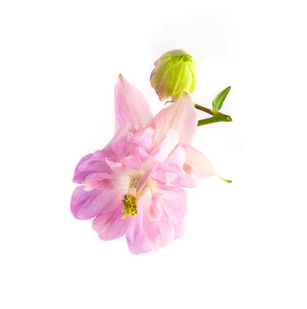 白底水仙花。深的焦点。图片下载