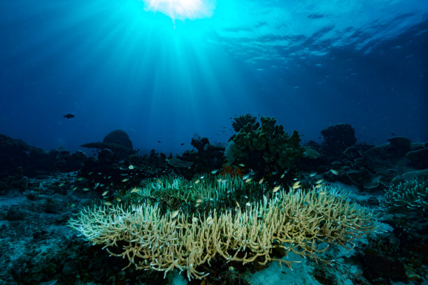 热带珊瑚礁水下景观，印度尼西亚图片下载