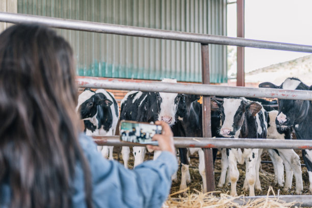 一位无法辨认的年轻女农民用手机拍摄奶牛的垂直照片。把注意力集中在奶牛身上。图片下载