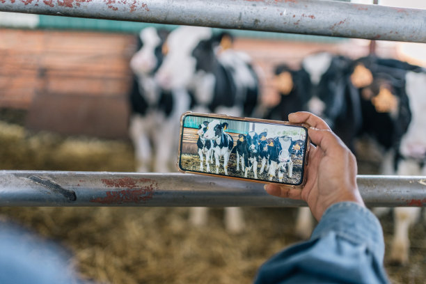 一个无法辨认的年轻女农民用手机横拍奶牛的特写照片。专注于屏幕。图片下载