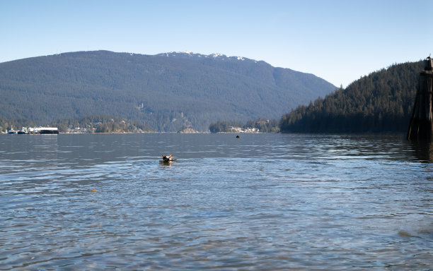 在炎热的夏天，牛狗在海里或湖里游泳。图片下载
