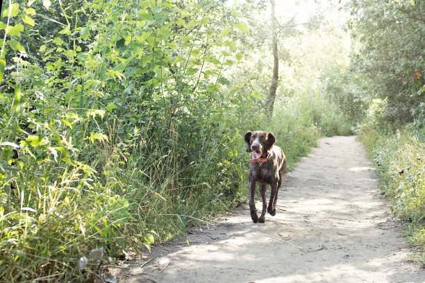 一只年轻的库尔茨-哈尔猎犬在公园的森林小径上奔跑。暑假图片下载
